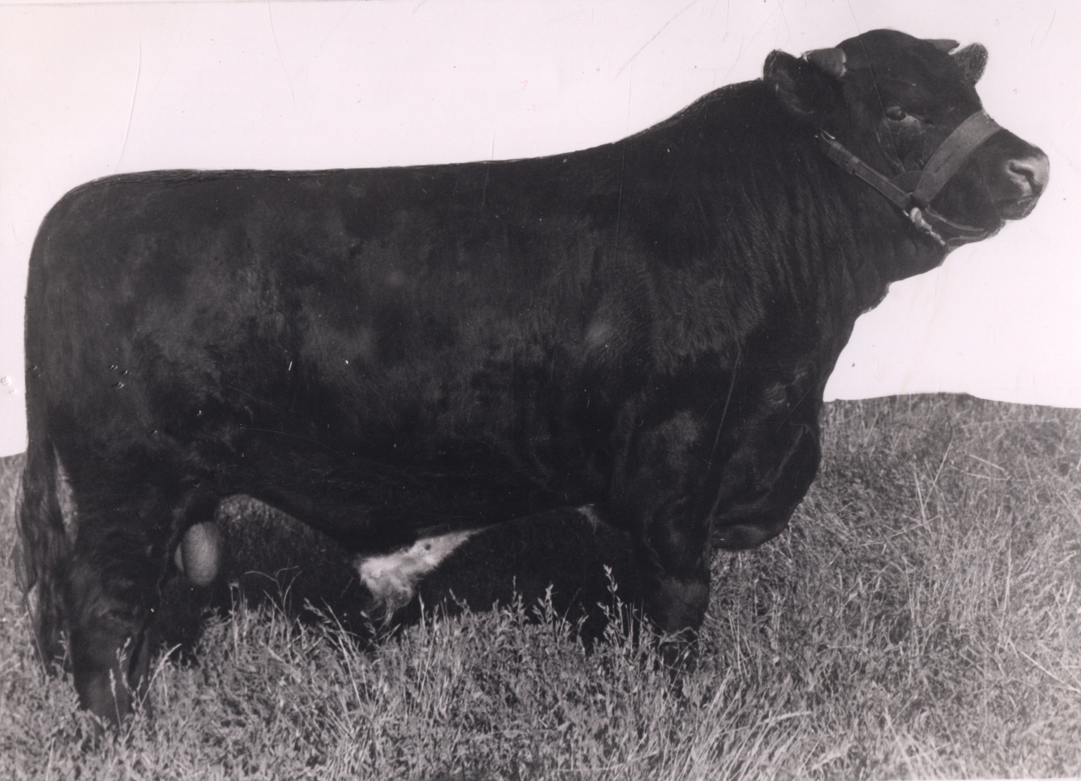 'Coonong Javelin', Warrah, New South Wales, c. 1940s (K1358).