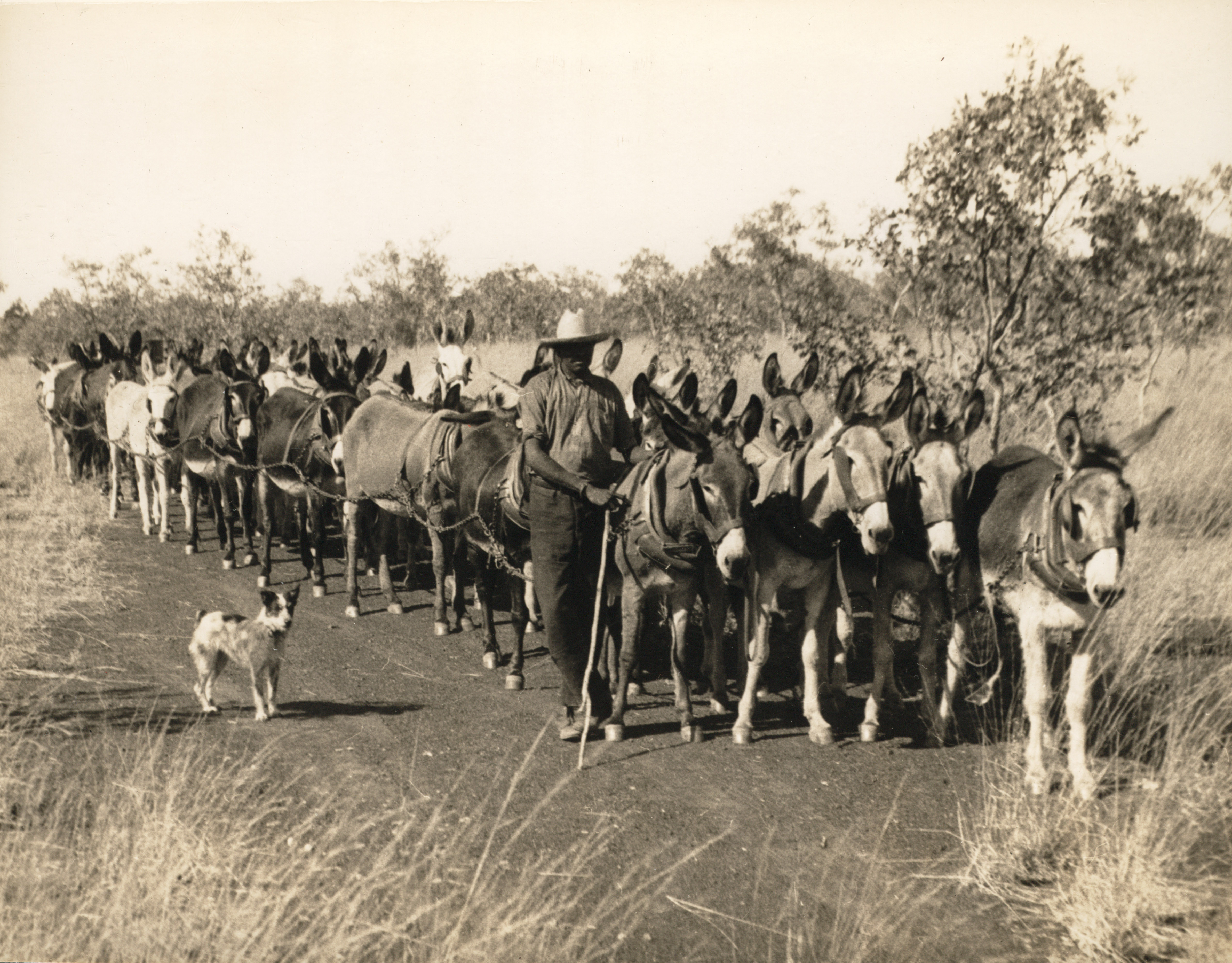 Worker leading a 46 donkey team in a fireplough on the road from Anthony Lagoon to Borroloola, Northern Territory, 22 July 1934 (Z241-211). 
