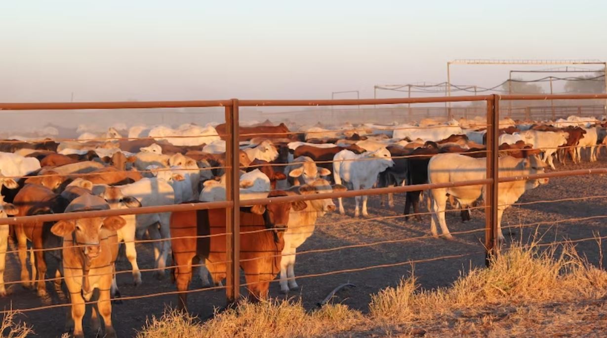 Cattle yards, Anthony Lagoon Station, Northern Territory, 2015 (Courtesy of ABC News).