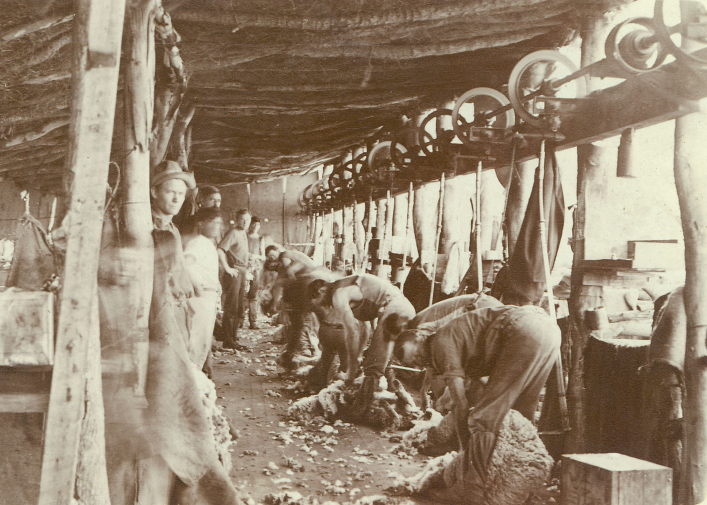 Shearers at Bladensburg Station, Queensland, c. early 1900s (160-338-11).