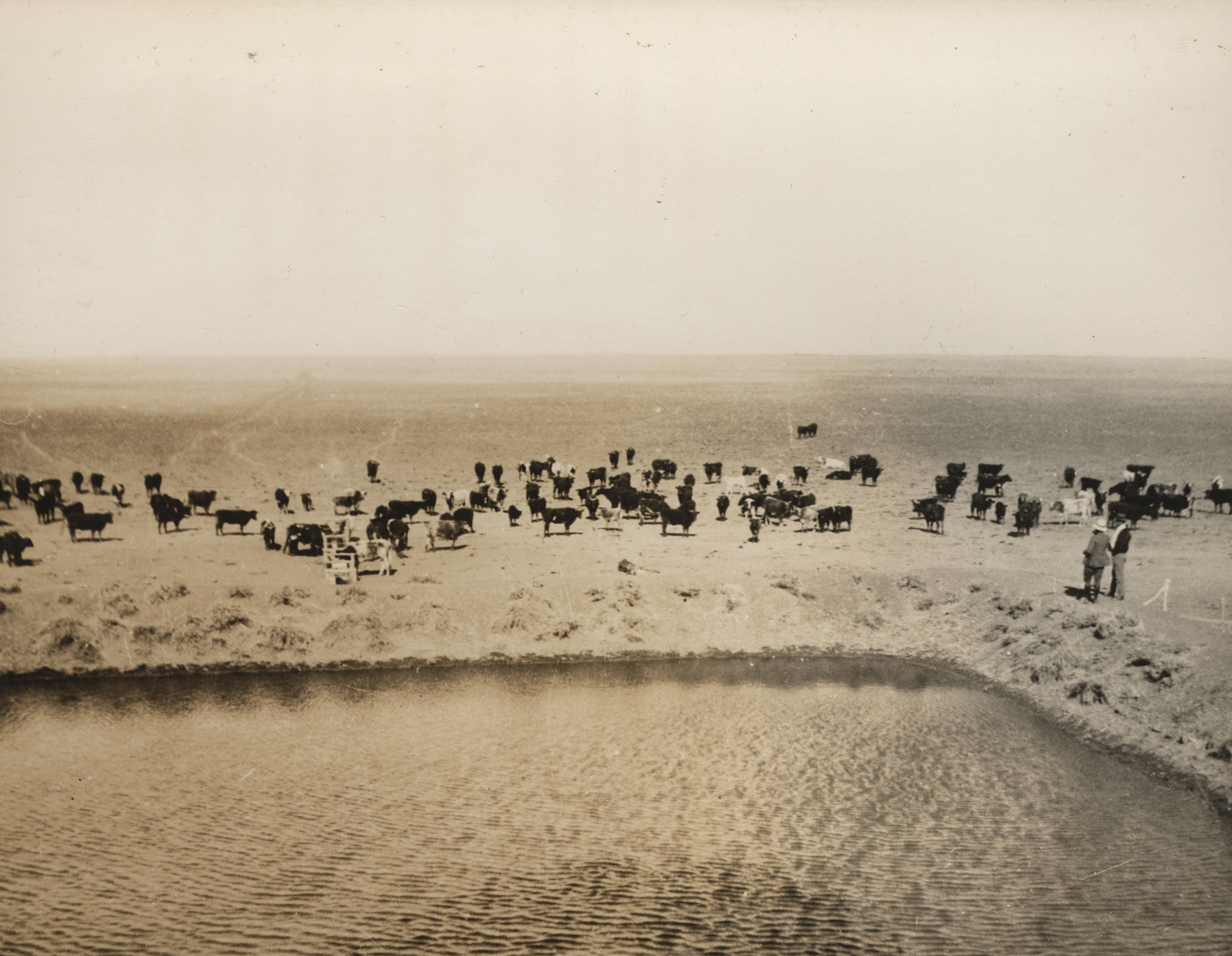 Cattle at the Paradise Bore, Brunette Downs Station, Northern Territory, 24 July 1934 (Z241-211).