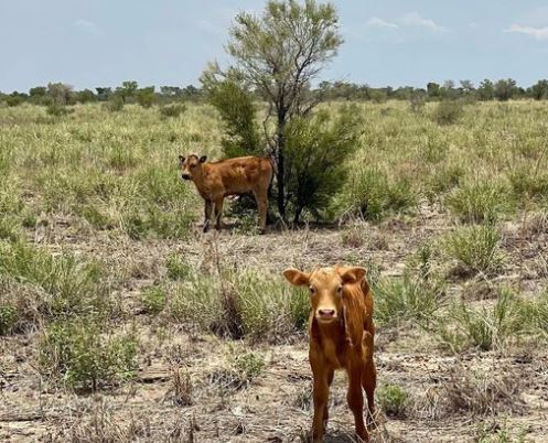 Wagyu calves, Brunette Downs, Station, Northern Territory, 2020. Photographer - Hugh Killen (Courtesy of the Australian Agricultural Company).
