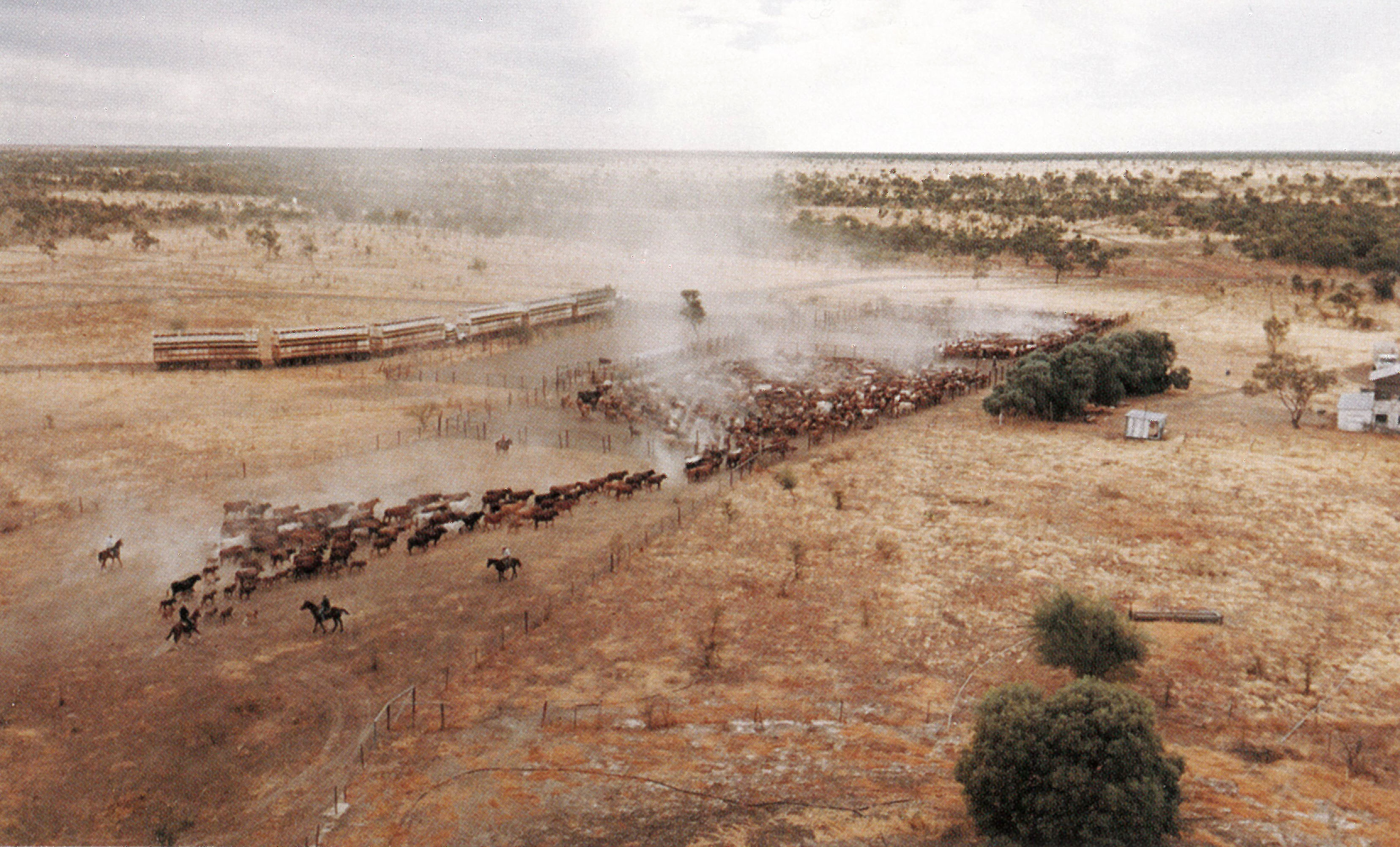 Yarding and trucking cattle at Canobie Station, Queensland, 1992 (From AACo Staff News).