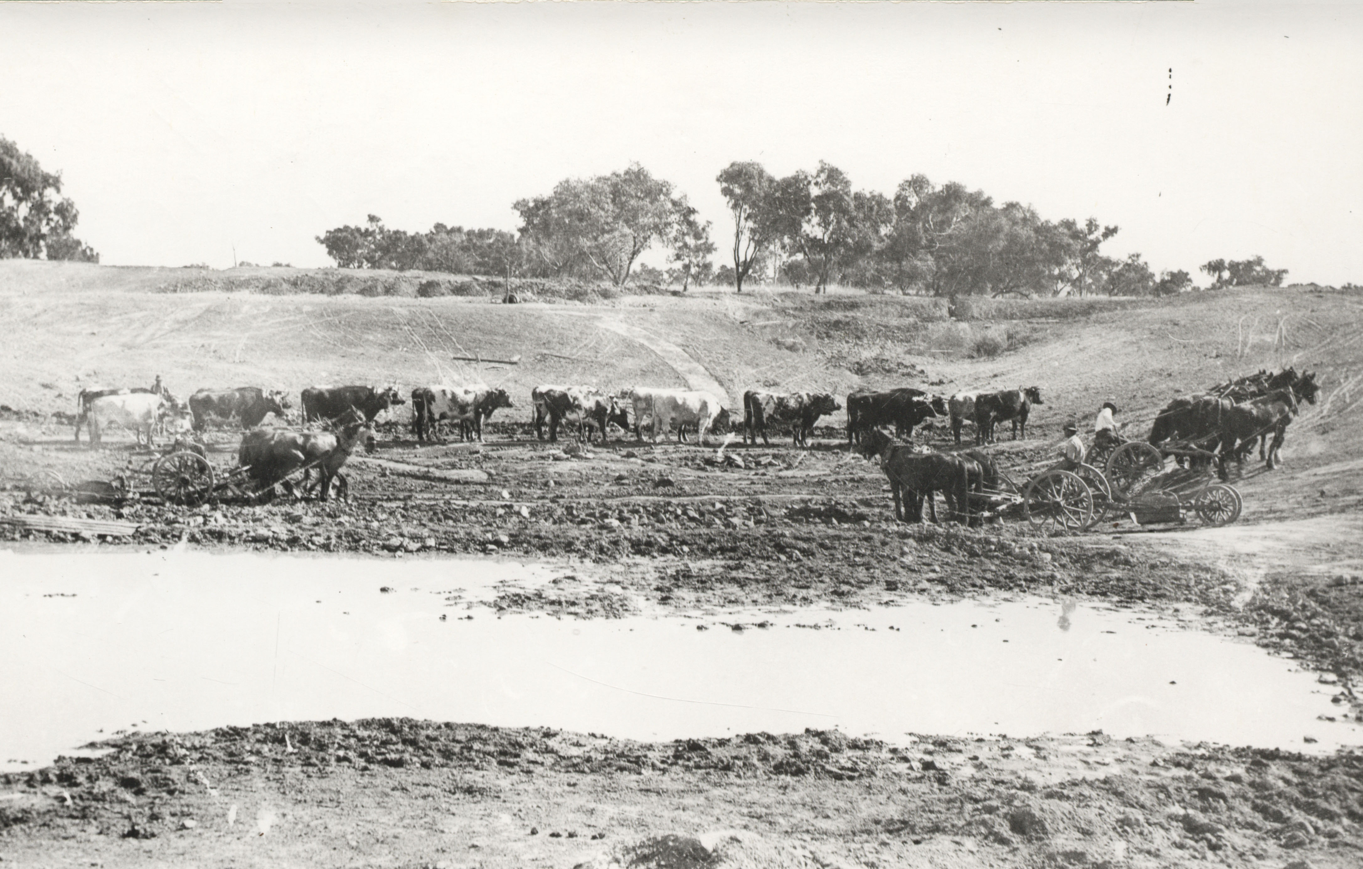 Bullock team desilting and cleaning out an almost dry tank, Corona Station, Queensland, c. 1920s (68-195). Photographer - Thomas Armstrong.