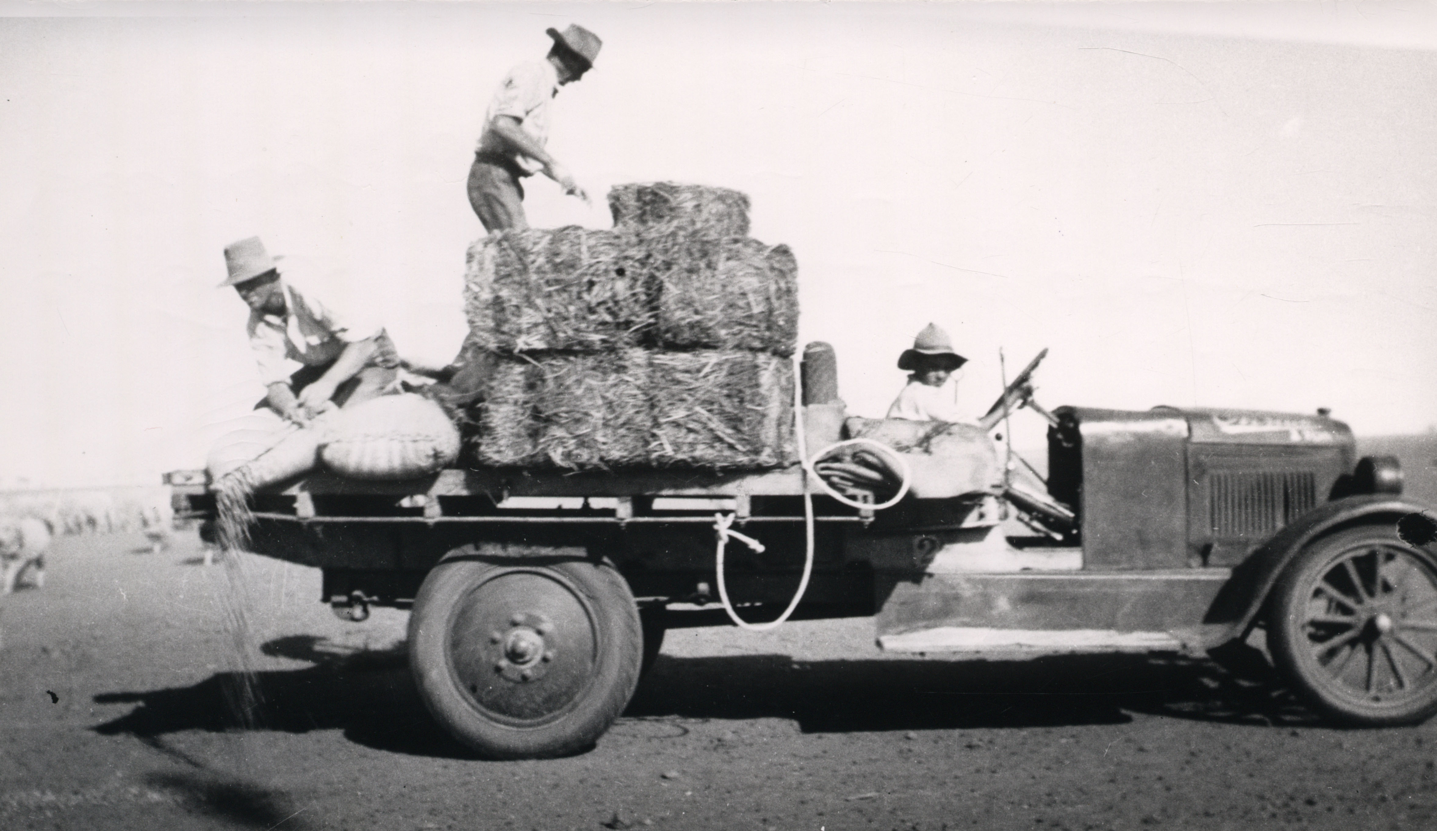 Spreading maize on the claypan to feed sheep during a drought, Corona Station, Queensland, c. 1920s (68-215). Photographer - Thomas Armstrong.