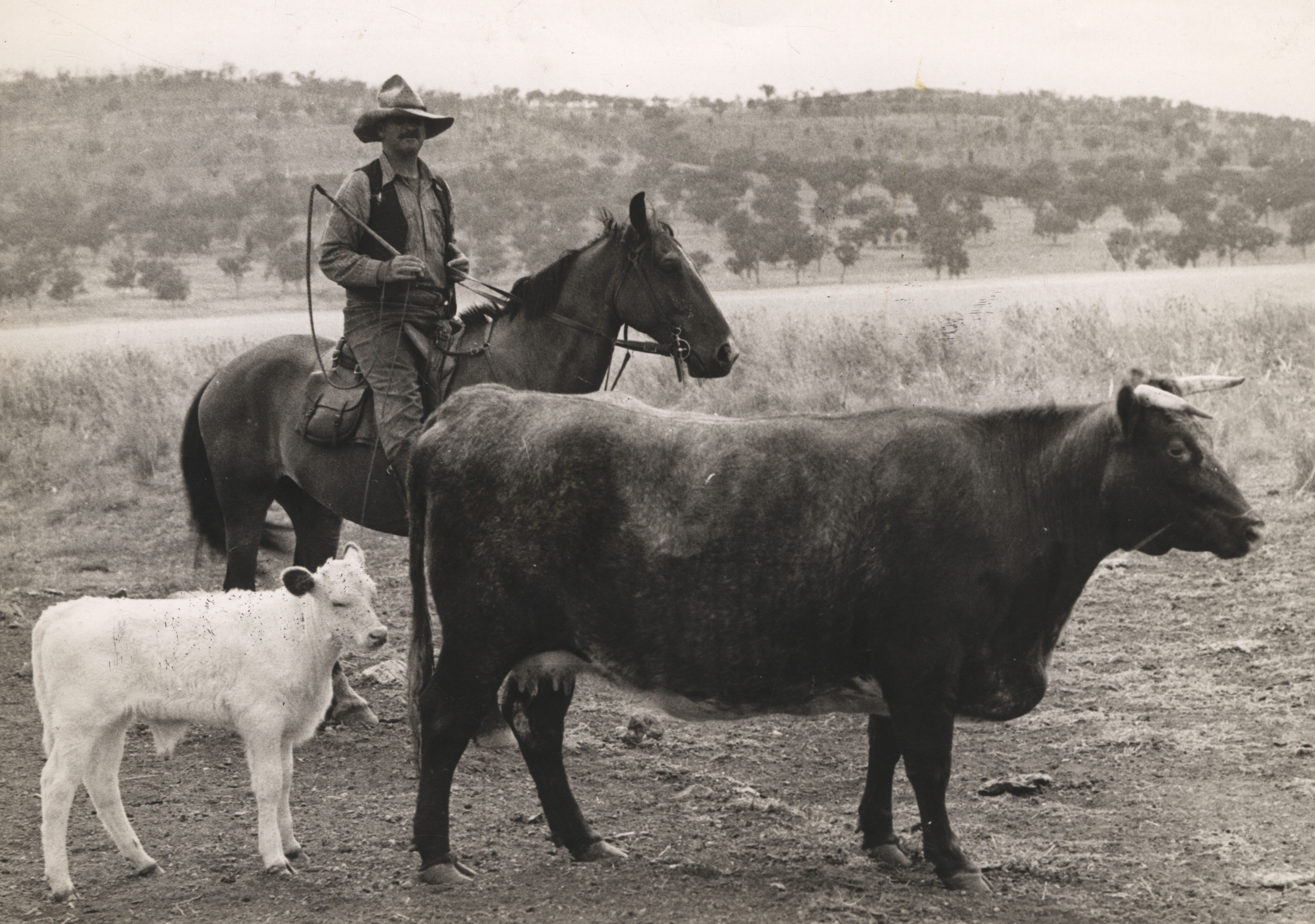 Ernie Palmer with a stud cow and calf, Warrah, New South Wales, 1933 (K0055). 