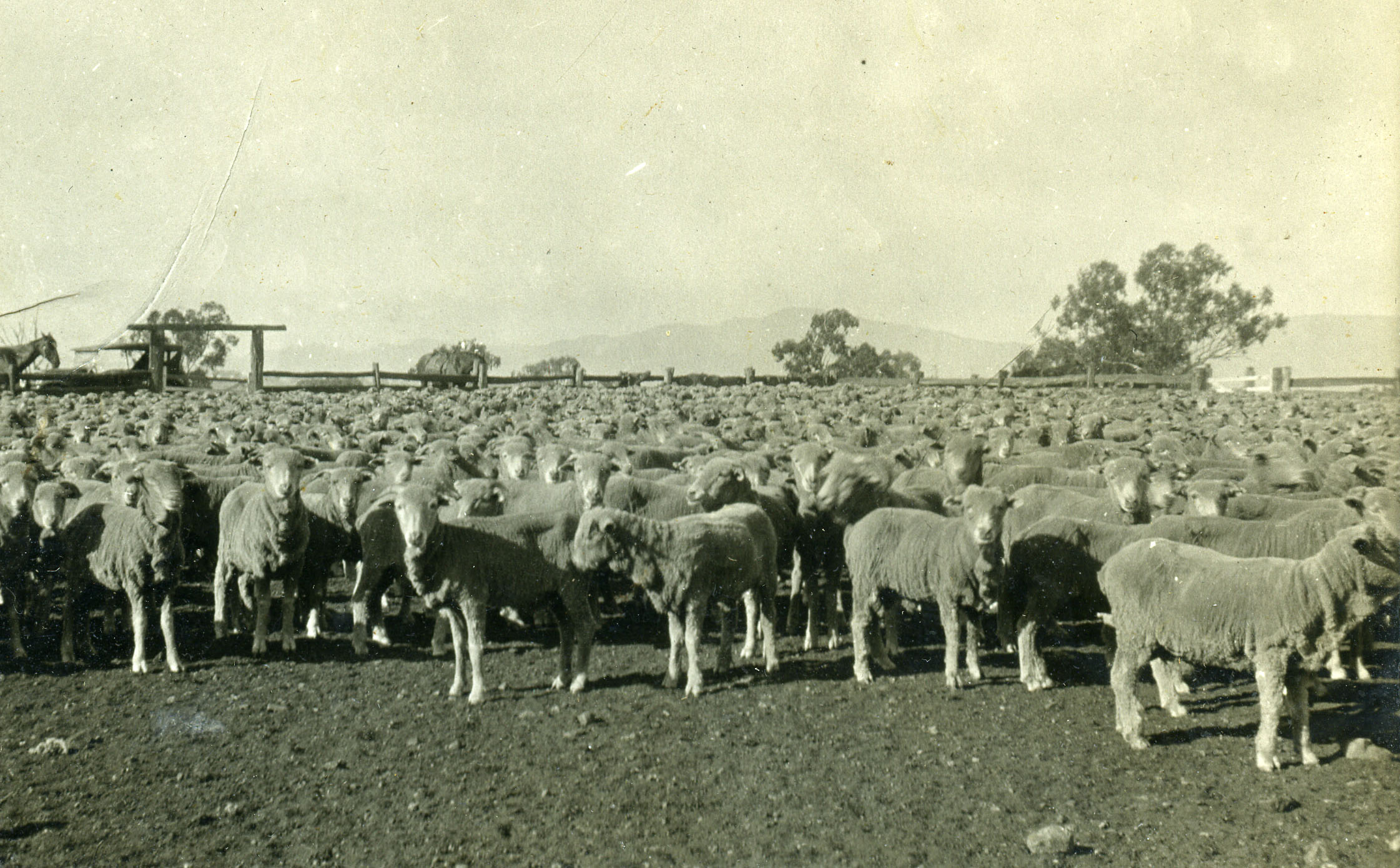 Wether hoggets for sale, Goonoo Goono, Peel Estate, New South Wales, 1921 (161-571). Photographer - Geoffrey T.A. Scott.