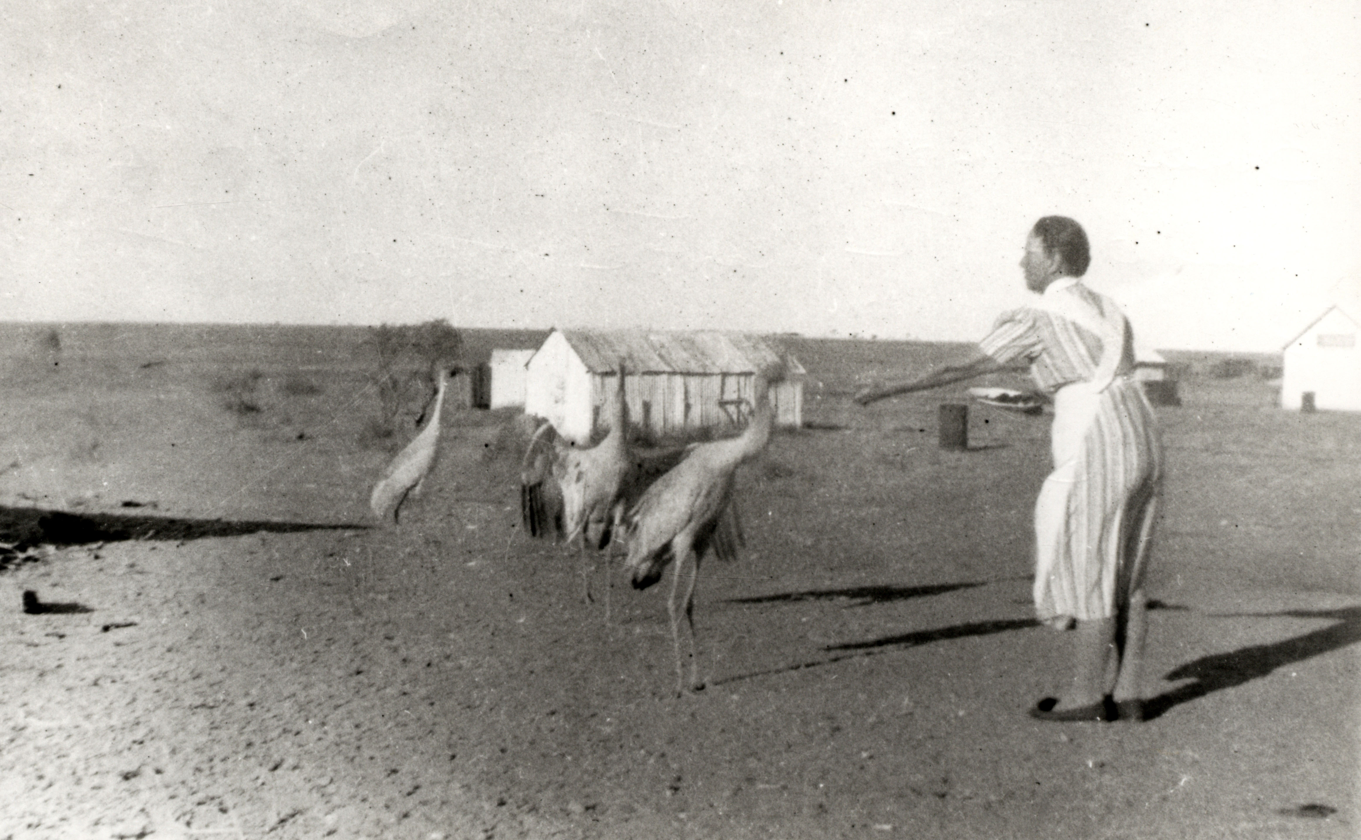 Housekeeper Flo St. Clair feeding the brolgas, Corona Station, Queensland, 1920s (68-62).