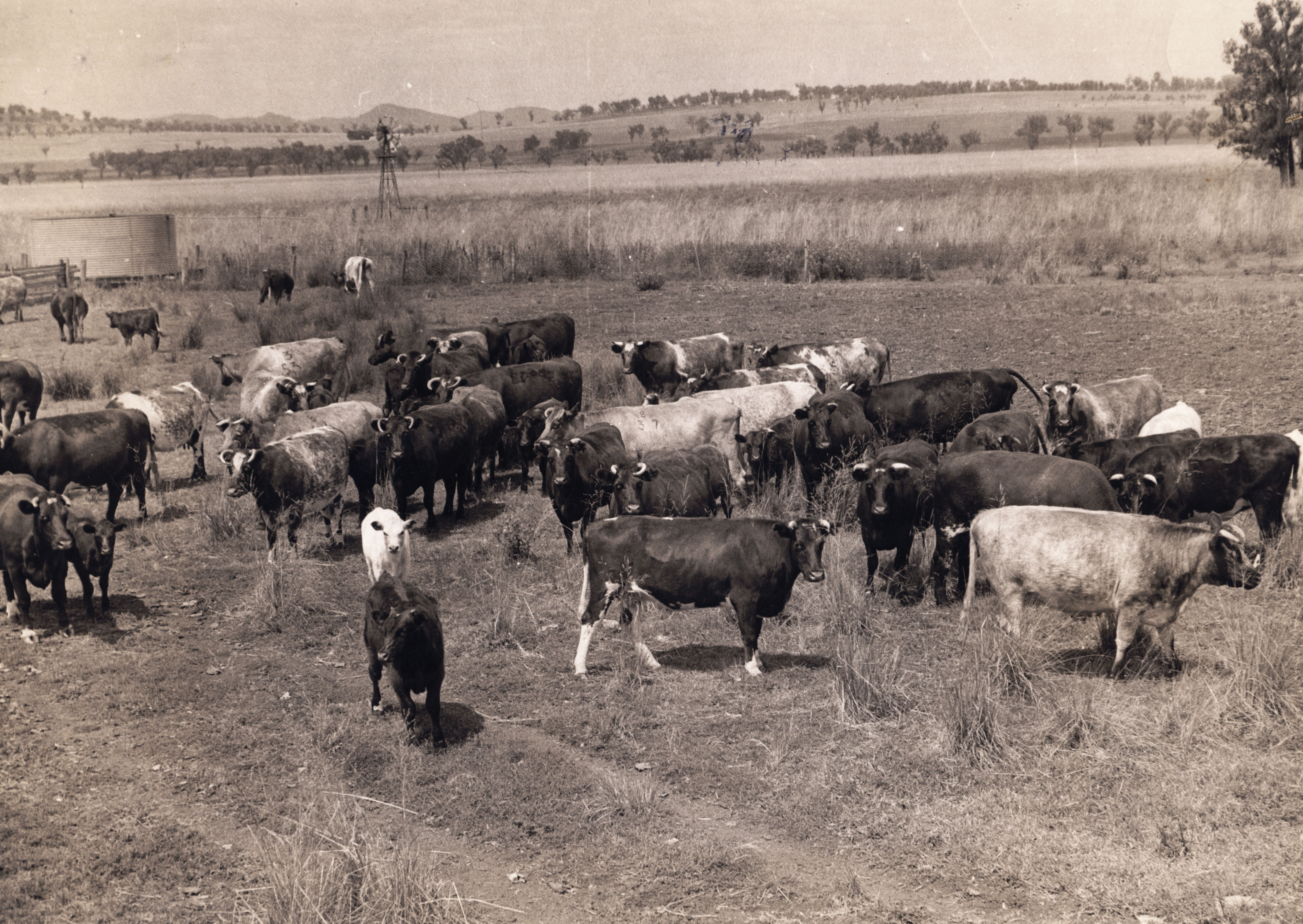 Show cattle with Melvin Stuart, Warrah, New South Wales, undated (K0058).