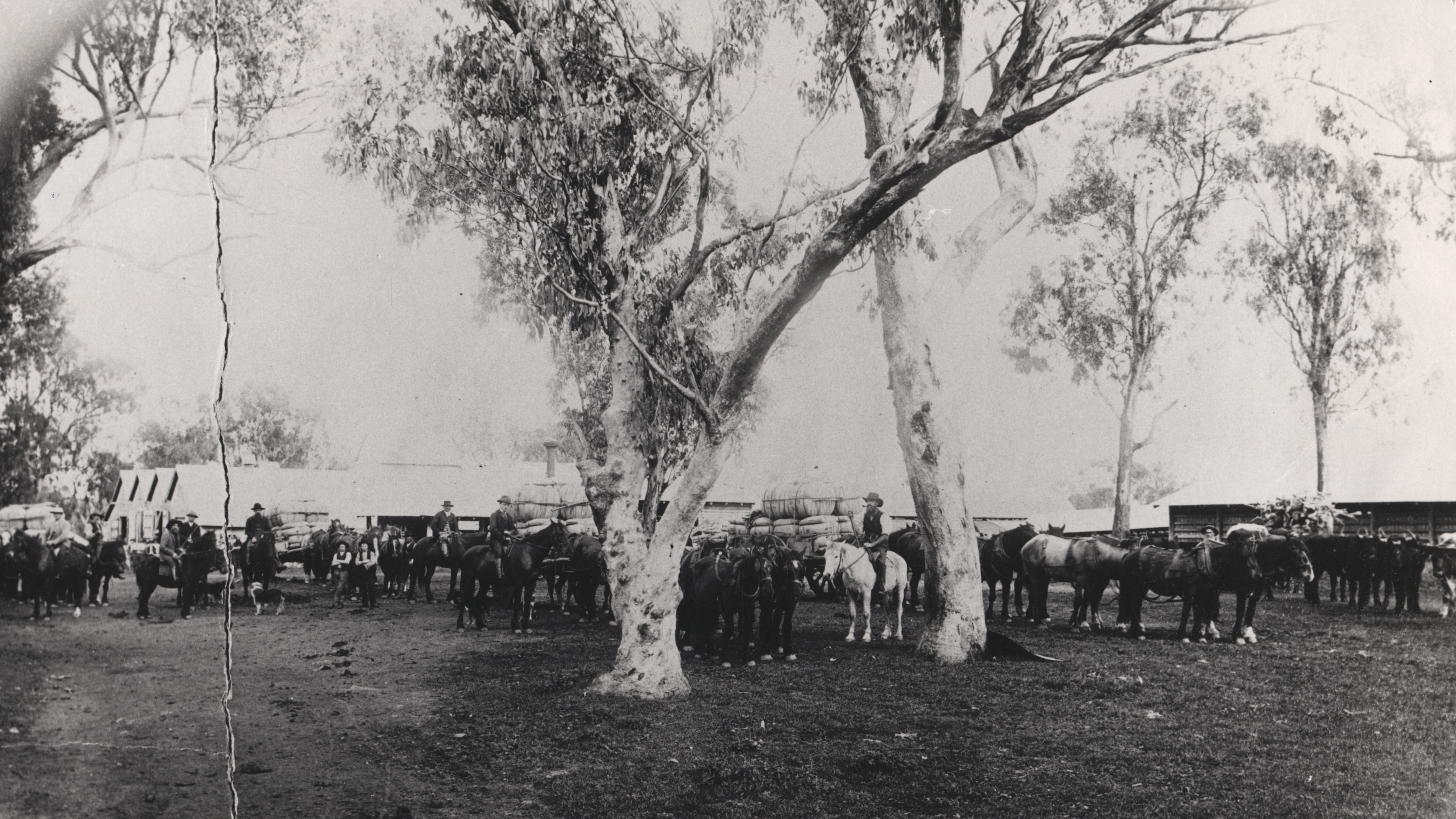 Wool being transported from Warrah, Liverpool Plains, New South Wales, undated (K0070).
