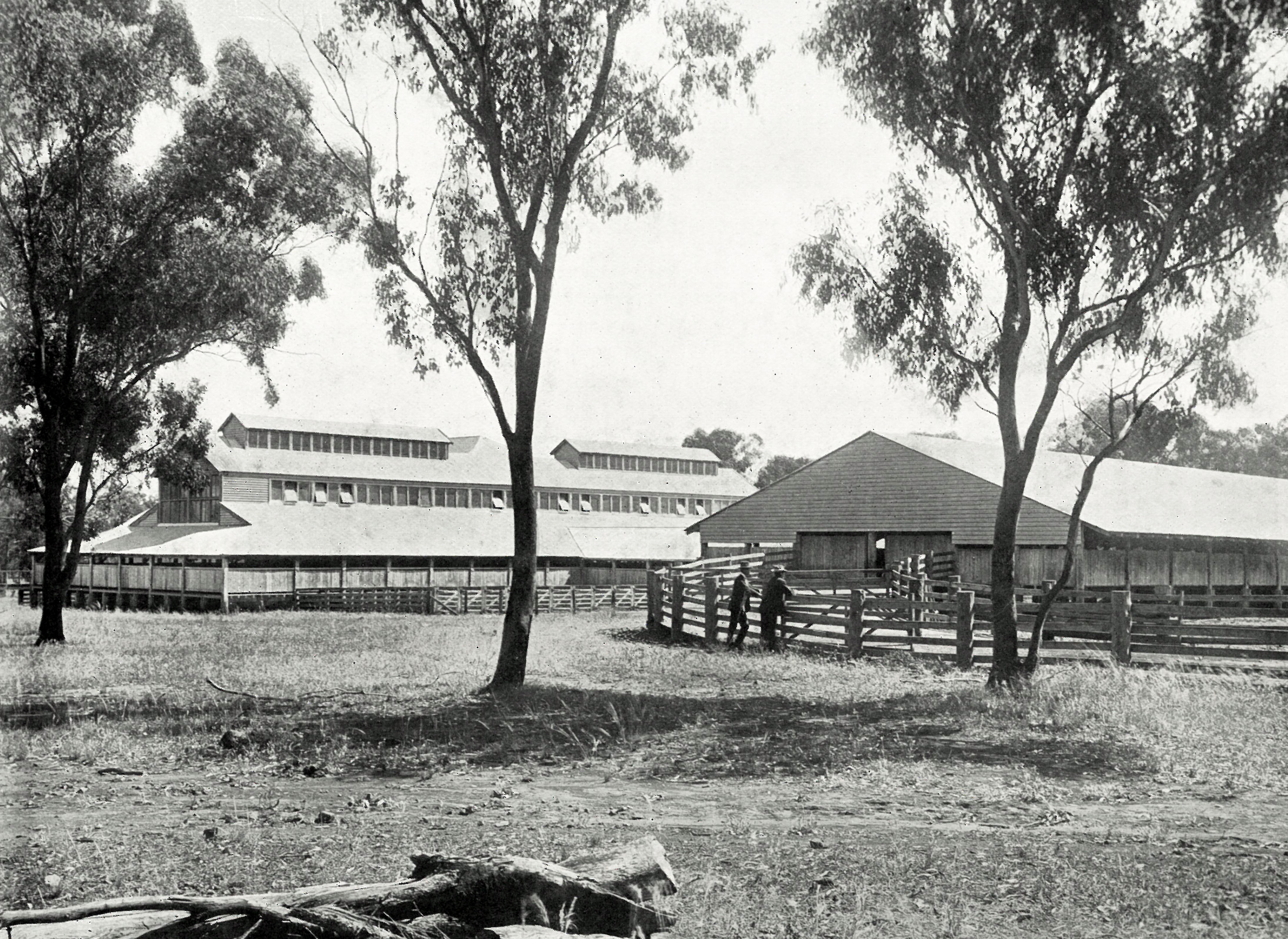 Woolshed at Windy Station, Warrah Estate, New South Wales, undated (from a book on Warrah published by The Pastoralist's Review). 