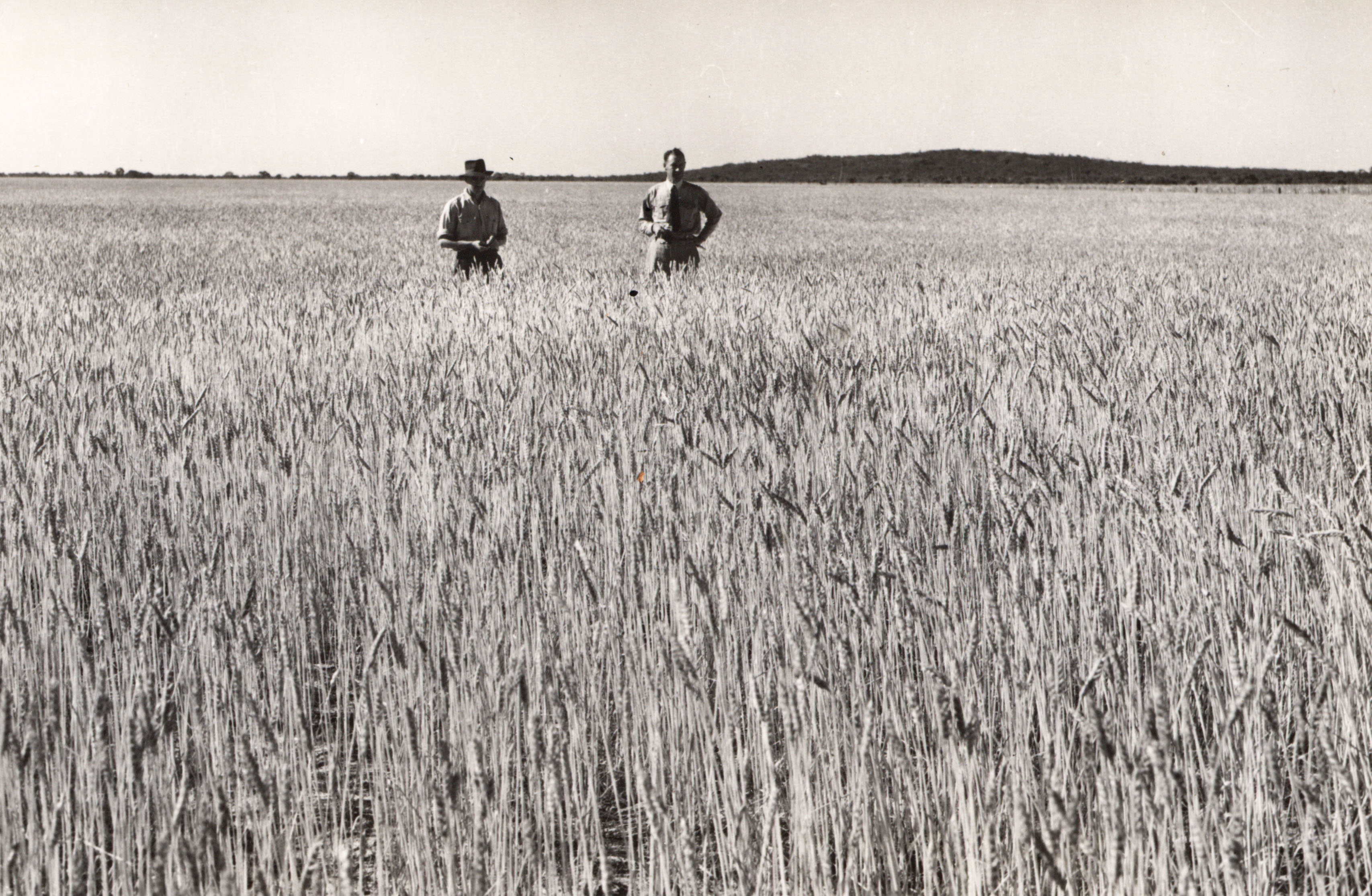 Wheat crops at Ninety Mile Desert (Coonalypn Downs), South Australia, c. 1950s (N434-1304-36).