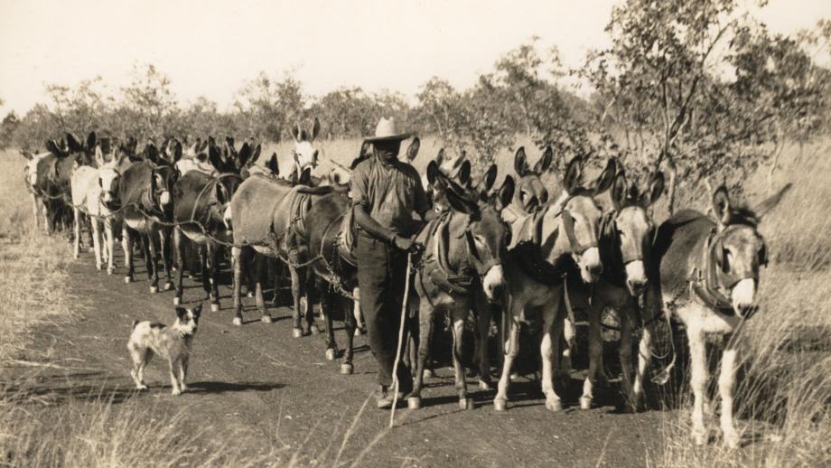 Worker leading a 46 donkey team in a fireplough on the road from Anthony Lagoon to Borroloola, Northern Territory, 22 July 1934 (Z241-211). 