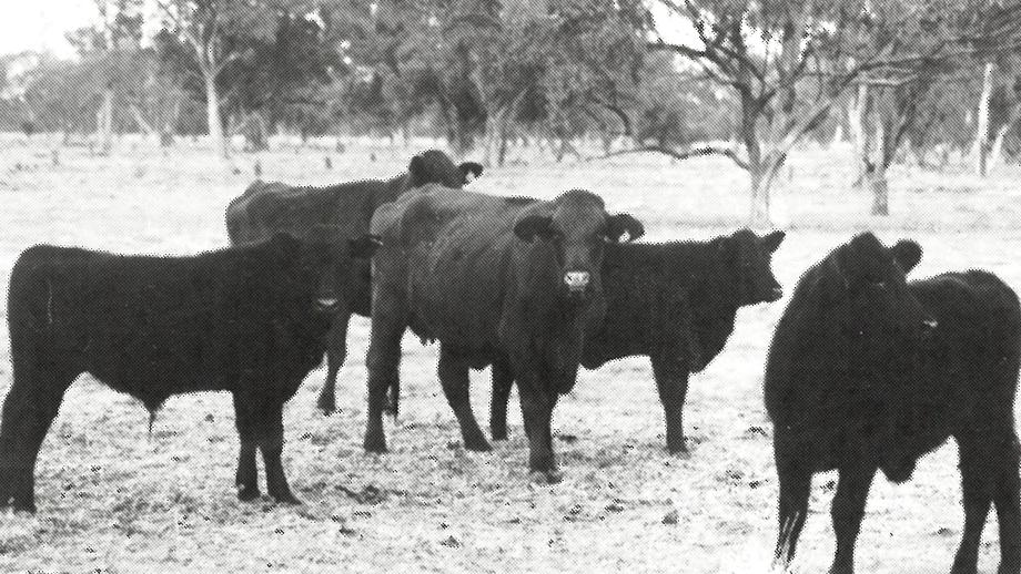 Angus x Santa Gertrudis calves with Avon Santa Gerturdis cows, Muttama Station, New South Wales, 1991 (from AACo Staff News).
