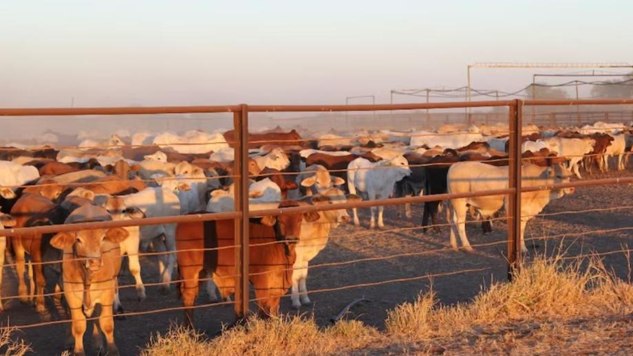 Cattle yards, Anthony Lagoon Station, Northern Territory, 2015 (Courtesy of ABC News).
