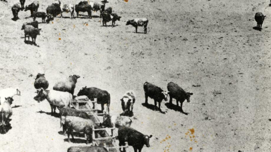 Feeding cattle at Avon Downs Station, Northern Territory, 1939 (Z241-211).