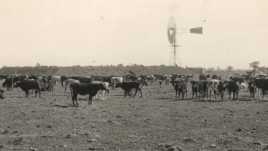 Cattle at Paradise Bore, Brunette Downs Station, Northern Territory, 24 July 1934 (Z241-211). 