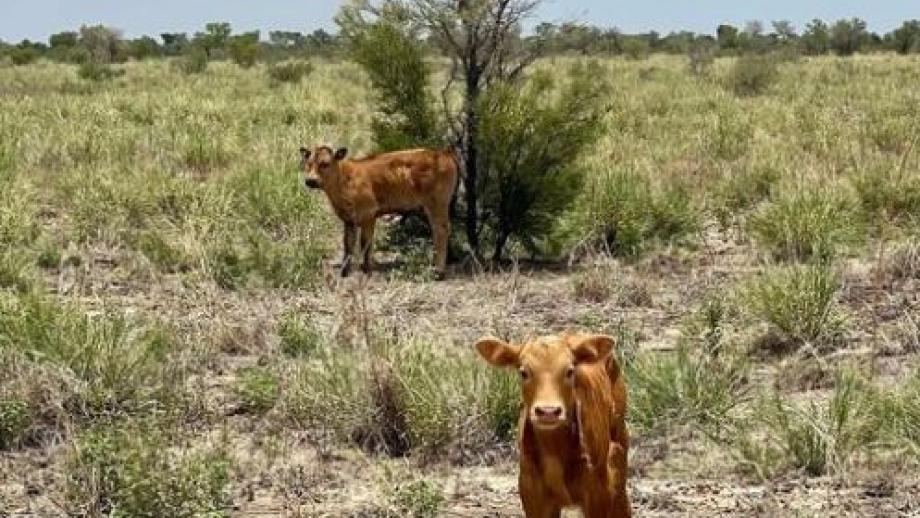 Wagyu calves, Brunette Downs, Station, Northern Territory, 2020. Photographer - Hugh Killen (Courtesy of the Australian Agricultural Company).