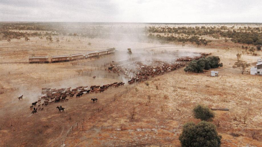 Yarding and trucking cattle at Canobie Station, Queensland, 1992 (From AACo Staff News).
