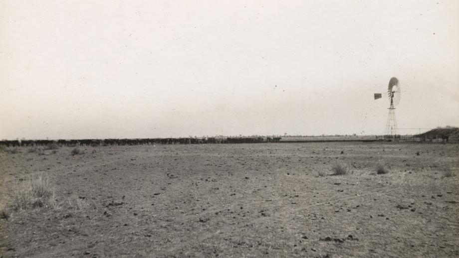 Cattle from Wave Hill Station stop at the No 8 Bore on the road to Anthony Lagoon, Northern Territory, 29 June 1934 (Z241-211).