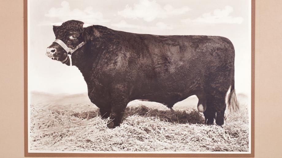 Champion bull 'Coonong Equator', Warrah, New South Wales, undated (K3747).