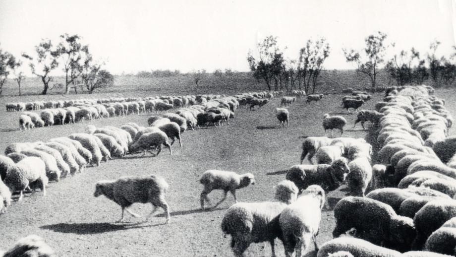 Sheep being fed with maize during drought, Corona Station, Queensland, c. 1920s (68-220).