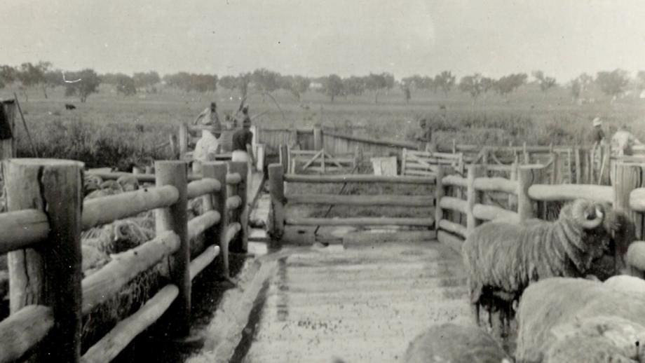 Dipping sheep, Goonoo Goonoo, Peel Estate, New South Wales, 1921 (161-571). Photographer - Geoffrey T.A. Scott.
