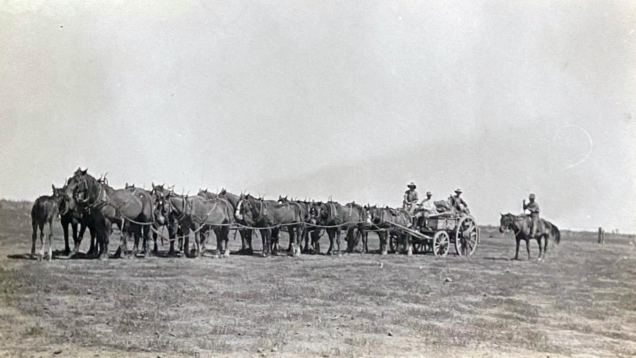 Horse team, Headingly Station, Queensland, undated (160-337).