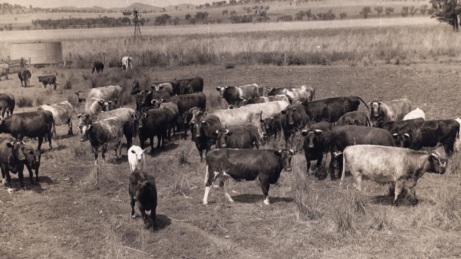 Show cattle with Melvin Stuart, Warrah, New South Wales, undated (K0058).