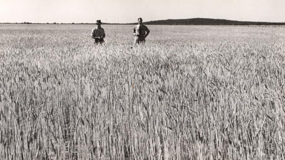 Wheat crops at Ninety Mile Desert (Coonalypn Downs), South Australia, c. 1950s (N434-1304-36).